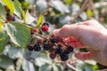 Picking wild blackberries. Close-up of hand plucking a blackberry UK Royalty Free Stock Photo