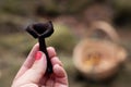 Picking wild edible black trumpet mushroom in the forest on an autumn day Royalty Free Stock Photo