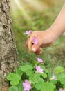 Picking wild flowers