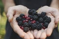 Picking wild fruits Royalty Free Stock Photo