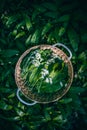 Picking wild garlic (allium ursinum) in forest