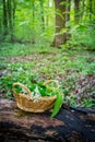 Picking Wild Garlic allium ursinum in woodland. Harvesting Ramson leaves herb into basket