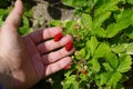 Picking wild strawberries from the bush Royalty Free Stock Photo