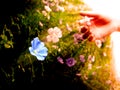 Picking Wildflowers in Meadow Early Morning Sunlight Royalty Free Stock Photo