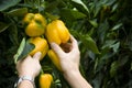 Picking Yellow bell peppers