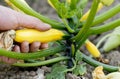 Picking Yellow Courgette on an Allotment.