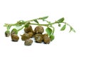 Pickled capers with green leaves and caper flower Royalty Free Stock Photo