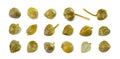 Pickled Capers Isolated. Marinated Caper Buds, Small Salted Capparis