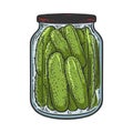 pickled cucumbers sketch vector illustration