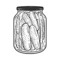 Pickled cucumbers sketch vector illustration