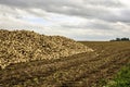Sugar beets along the road. Royalty Free Stock Photo