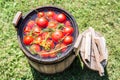 Pickled tomatoes with herbs in the wooden cask Royalty Free Stock Photo