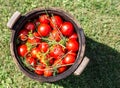 Pickled tomatoes with herbs in the wooden cask Royalty Free Stock Photo