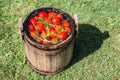 Pickled tomatoes with herbs in the wooden cask Royalty Free Stock Photo