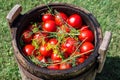 Pickled tomatoes with herbs in a wooden cask. Royalty Free Stock Photo