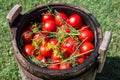 Pickled tomatoes with herbs in a wooden cask.