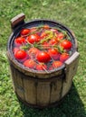 Pickled tomatoes with herbs in a wooden cask. Royalty Free Stock Photo