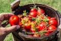 Pickled tomatoes with herbs. Royalty Free Stock Photo