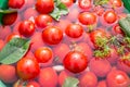 Pickled tomatoes with herbs. Royalty Free Stock Photo
