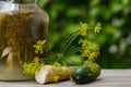 Pickles in a jar on an old wooden table in the garden. A summer sunny day. Cucumber, herbs, dill. Background image, copy space,