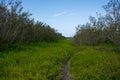 Pickleweed Hangs Over Narrow Trail