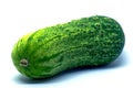 Pickling cucumber on a white background