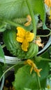 Pickling cucumber on a vine amidst blossoms Royalty Free Stock Photo