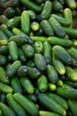 Pickling cucumbers Royalty Free Stock Photo