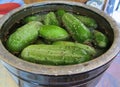 Large Crock of Pickles in the Making Royalty Free Stock Photo