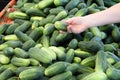 Pickling cucumbers Royalty Free Stock Photo