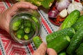 Pickling cucumbers, pickling - hands close-up, cucumber, herbs,