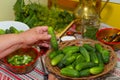 Pickling cucumbers, pickling - hands close-up, cucumber, herbs,