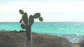 Pickly pear cactus at bachus beach on isla santa cruz in the galapagos Royalty Free Stock Photo