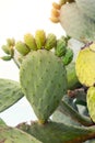 Pickly pear green opuntia cactus paw with fingers isolted on white background. Barbed painful feet disease concept