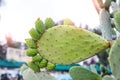 Pickly pear green opuntia cactus paw with fingers isolted on white background. Barbed painful feet disease concept