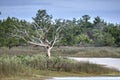 Gnarled dead tree skeleton in salt marsh, Pickney Island National Wildlife Refuge, USA Royalty Free Stock Photo