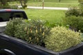 Pickup Truck Carrying Plants