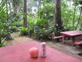 A picnic area at Makiling botanical gardens, Philippines Royalty Free Stock Photo