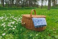 Picnic basket and blue white checkered napkin on lawn with daisy Royalty Free Stock Photo