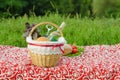 Picnic basket with a bottle of white wine, corkscrew, buns and bunch of basil on red tablecloth, plate with salad, tomat