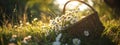 picnic basket filled with daisies in the grass and flowers. Royalty Free Stock Photo