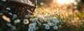 picnic basket filled with daisies in the grass and flowers. Royalty Free Stock Photo