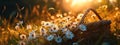 picnic basket filled with daisies in the grass and flowers. Royalty Free Stock Photo