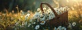 picnic basket filled with daisies in the grass and flowers. Royalty Free Stock Photo