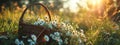 picnic basket filled with daisies in the grass and flowers. Royalty Free Stock Photo