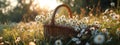 picnic basket filled with daisies in the grass and flowers. Royalty Free Stock Photo