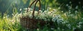 picnic basket filled with daisies in the grass and flowers. Royalty Free Stock Photo