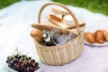 Picnic basket, food and wine at summer park Royalty Free Stock Photo