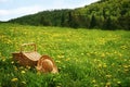 Picnic basket in the grass Royalty Free Stock Photo