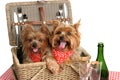 Picnic Basket of Puppies Royalty Free Stock Photo